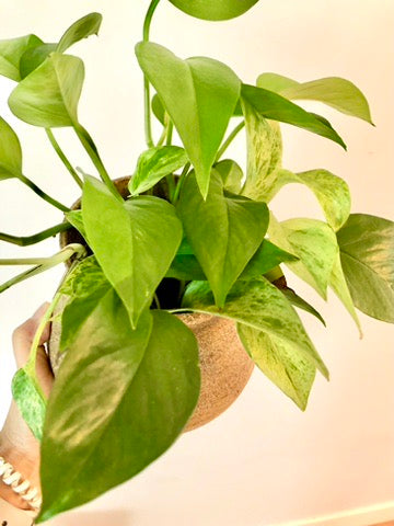 Handmade Pottery with Ash Glaze – Moon Pottery | Naturalist Style, Perfect Gift, Artisan Craft