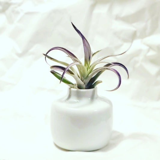 Handmade Small White Vase – Moon Pottery | One-of-a-Kind Porcelain Vase